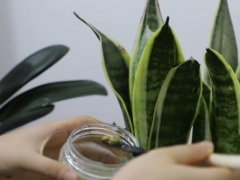 虎皮兰耷拉叶子怎么办