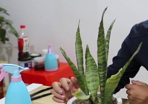 虎皮兰受冻了怎么办