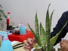 虎皮兰受冻了怎么办