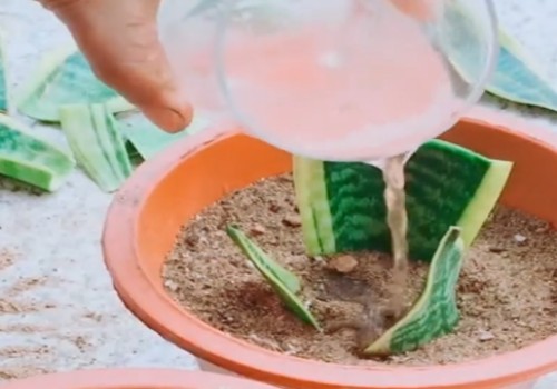 虎皮兰开裂的补救办法3