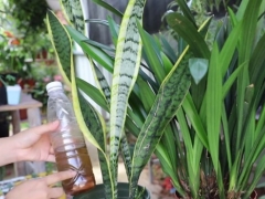 虎皮兰不长新芽怎么办