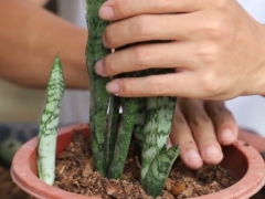 虎皮兰幼苗多大能上盆