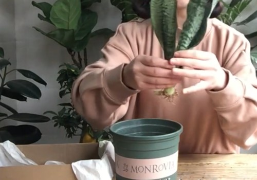 网购的虎皮兰怎么上盆