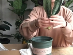 网购的虎皮兰怎么上盆