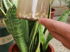 如何让虎皮兰更顺利地过冬