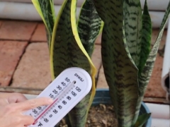 虎皮兰可以放室外过冬吗