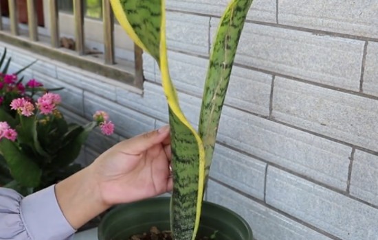 虎皮兰怎么养才能安全过冬