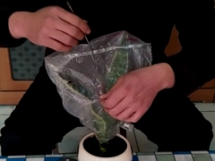 虎皮兰过冬怎样套袋