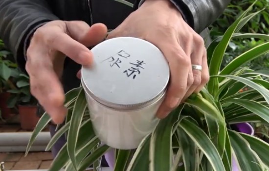 吊兰叶尖发黄怎么处理