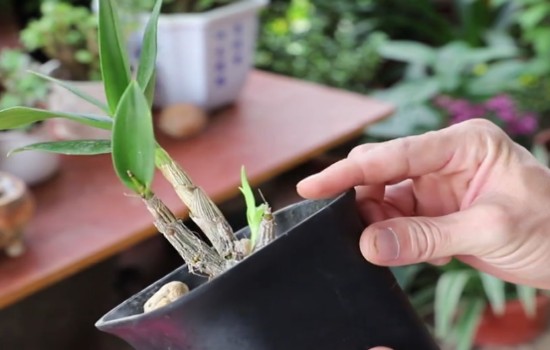石斛黄叶怎么处理