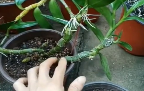 开过花的石斛枝条还会开花吗