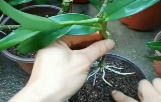 石斛枝条上长芽怎么办