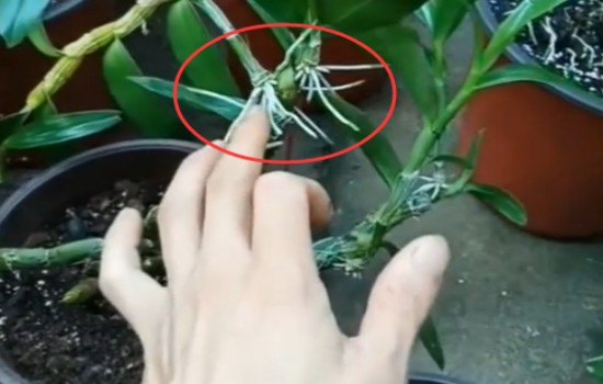 石斛老枝长新芽新根怎么办