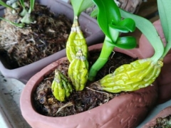 石斛茎干发皱畸形怎么回事