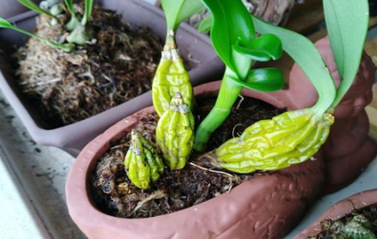 石斛茎干发皱畸形怎么回事