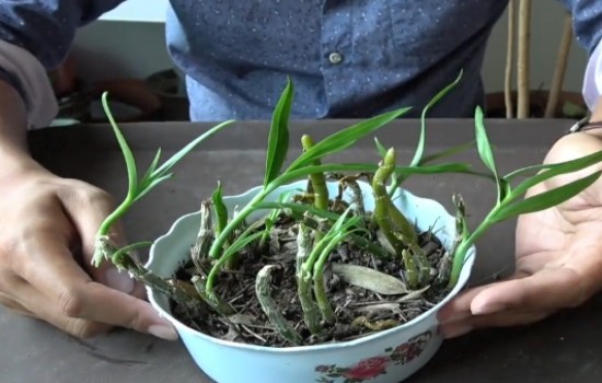 石斛高位芽怎么处理