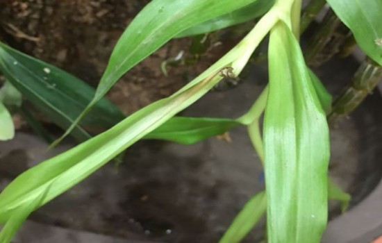 石斛兰为什么烂芽