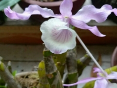 石斛花后枝条还能复花吗