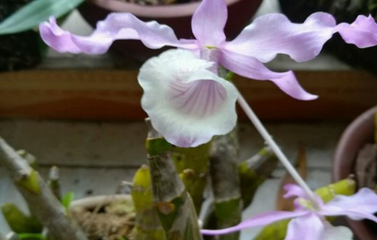 石斛花后枝条还能复花吗