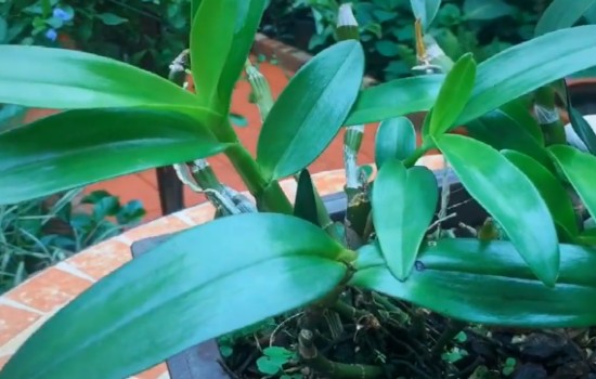 石斛怎么养才能多开花