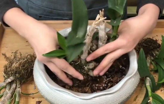 石斛花后如何养护