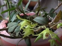 石斛开过花老枝怎么办