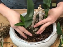 石斛花后如何养护