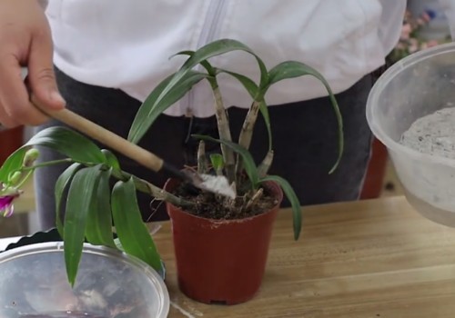 怎样让石斛根系更粗壮