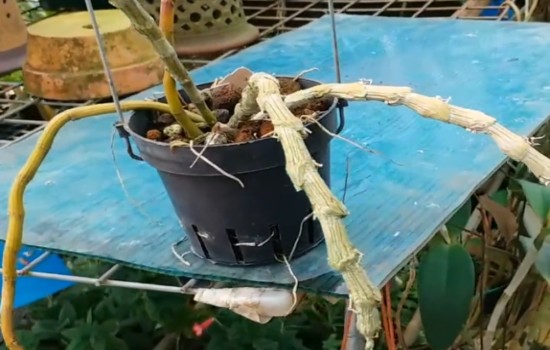 家养铁皮石斛怎么养
