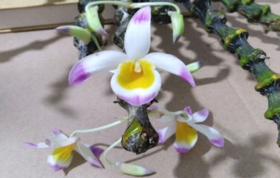 石斛花蕾脱落是怎么回事