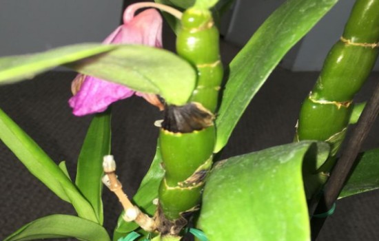 石斛茎叶腐烂是怎么回事