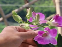 石斛兰怎么养才能开花