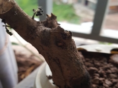 金弹子回芽是什么原因