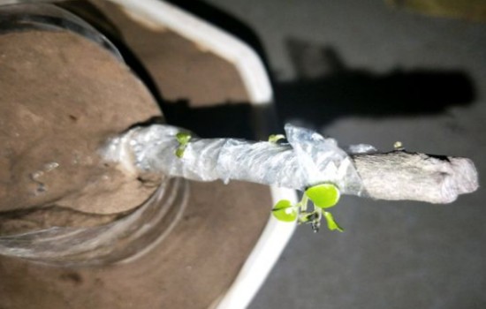 金弹子回芽如何处理