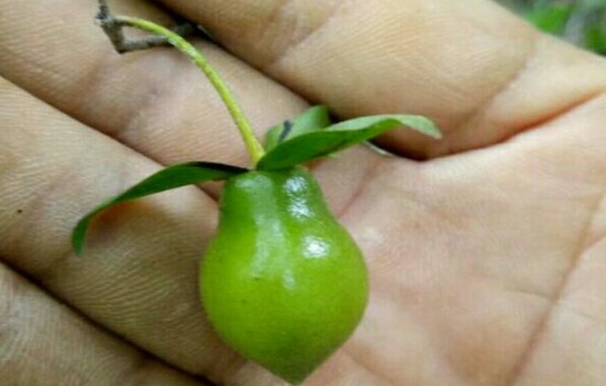 老鸦柿花后落果怎么办