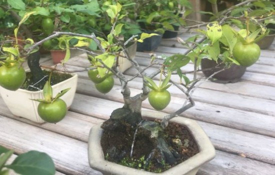 老鸦柿结果了可以喷多菌灵吗