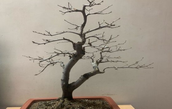 老鸦柿为什么不长叶