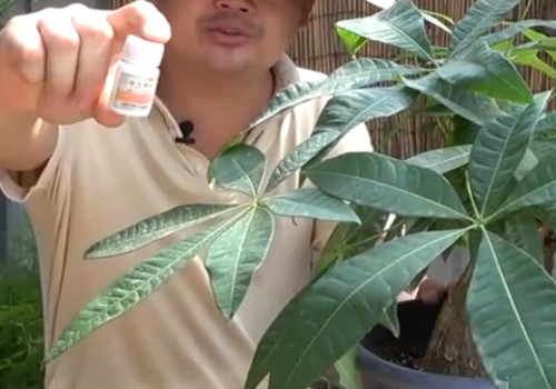 发财树生长缓慢怎么办