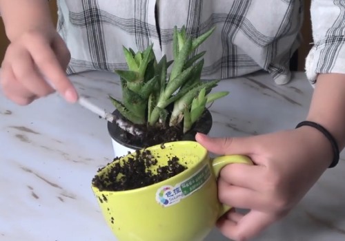 买来的芦荟怎么养