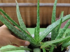 怎样才能让芦荟叶片肥厚
