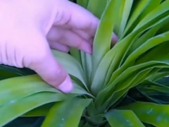 龙血树叶心发白怎么办