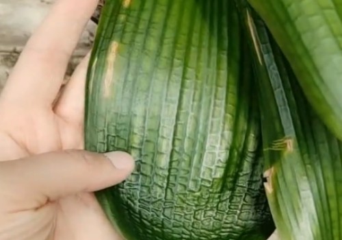 君子兰叶片发黄的几种原因3