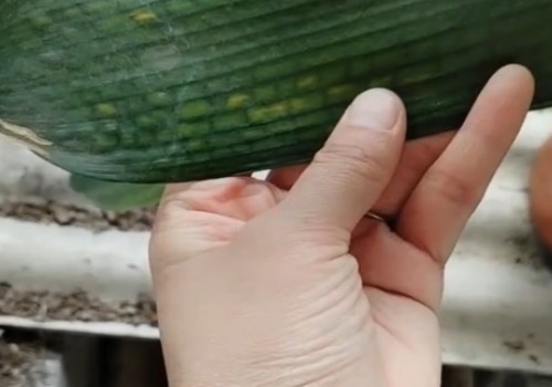 君子兰叶片发黄的几种原因5