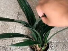 墨兰叶子干尖且中间开裂怎么办