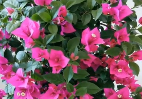 怎样让三角梅二次开花