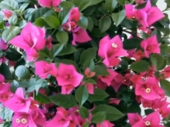 怎样让三角梅二次开花