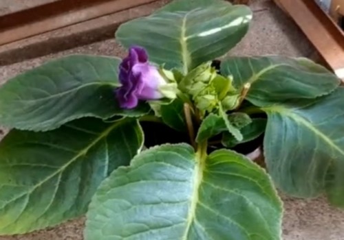 新买的芙蓉花怎么养