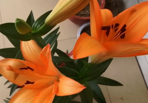 百合花开完之后如何打理