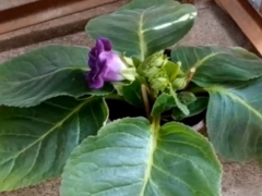 新买的芙蓉花怎么养