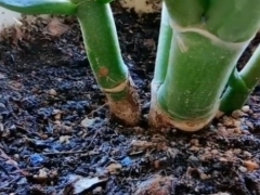 花盆小飞虫怎么消灭